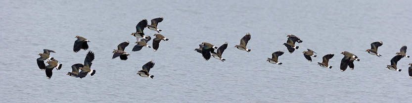 Early summer morning side view close-up of a flock of Northern Lapwing birds (Vanellus vanellus) flying by over a lake