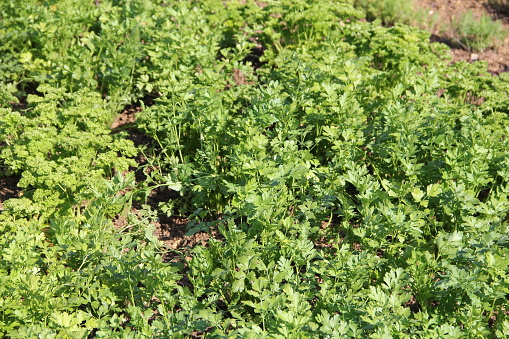 fresh parsley in the garden