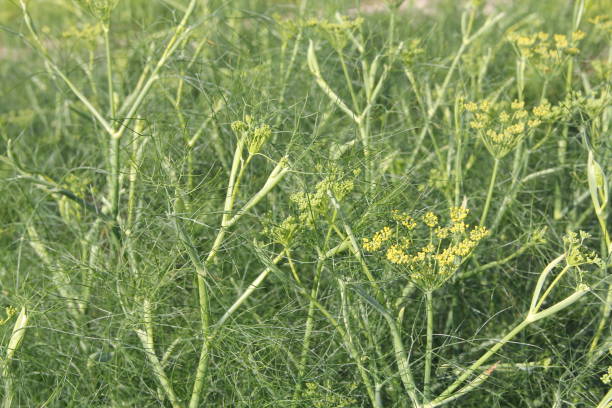 Fresh fnnel in the garden