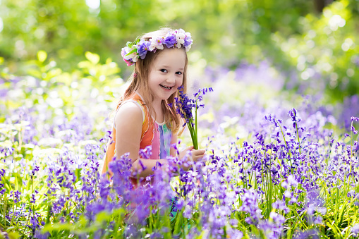 Kid in bluebell woodland. Child with flowers, garden tools and wheelbarrow. Girl gardening. Children play outdoor in bluebells, pick blue bell flower bouquet. Family fun in summer forest.