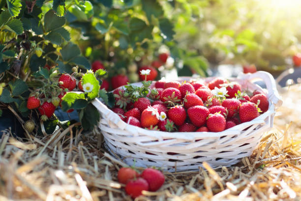 istock Strawberry field on fruit farm. Berry in basket. 2011218512