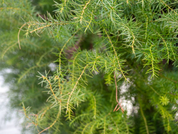 istock Leaves background. Needles instead of leaves. Coniferous tree branches. Natural background. 2011239718