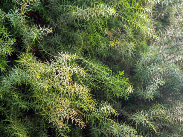 istock Leaves background. Needles instead of leaves. Coniferous tree branches. Natural background. 2011239720