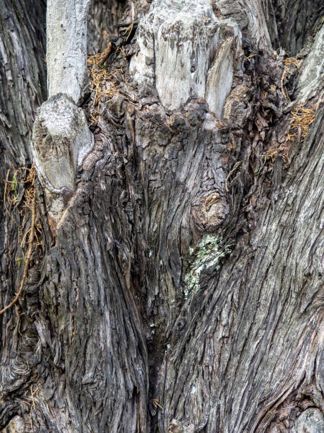 istock Wrinkled tree bark. Gray brown natural background.  Wood pattern. Natural material 2011241260