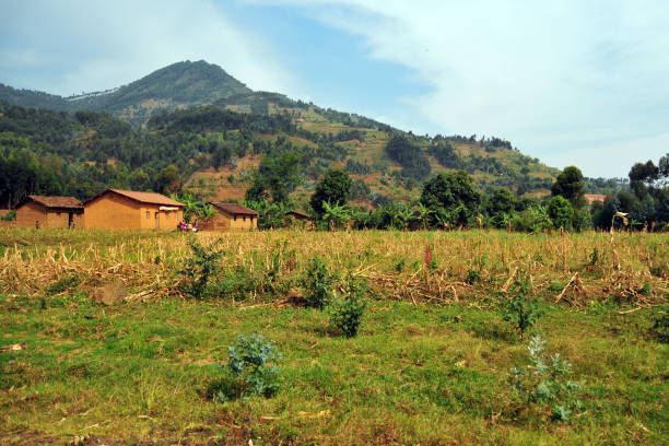 Rubavu District, Western Province, Rwanda: red adobe building of a rural village, and corn field hills with in the background.