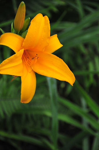 Gisenyi, Western Province, Rwanda: Hemerocallis middendorffii, known as Amur daylily - green blurred bokeh background - named after the Amur region of Russia, on the border with China, the Amur daylily native to the Russian Far East, northwest China, Korea, and Japan.