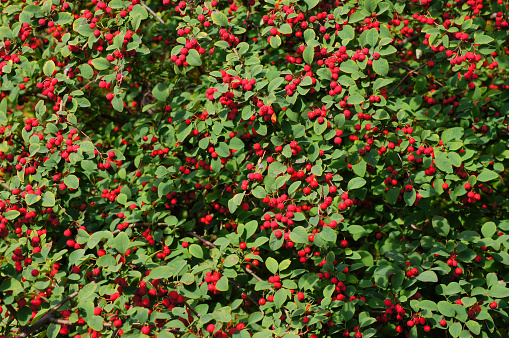 Cotoneaster multiflorus. Flowering plant in the rose family with the red fruits.