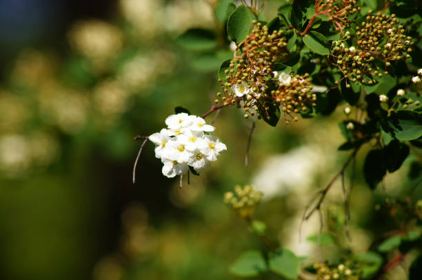 Cotoneaster multiflorus. 3. Flores close-up. - foto de acervo