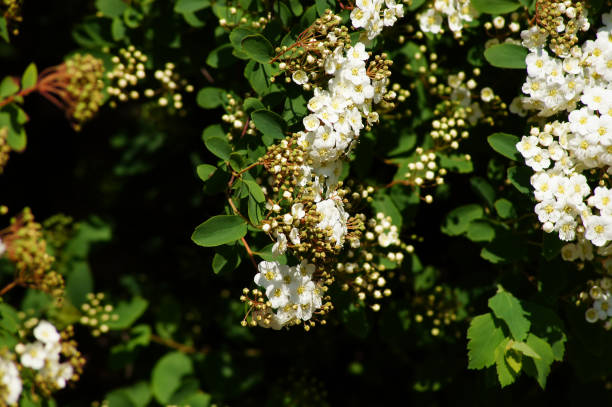 Multiflorus di Cotoneaster. 2. Ramo con i fiori. - foto stock