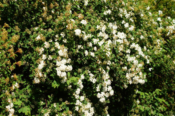 Cotoneaster multiflorus. 1. Arbusto cheio de flores agradáveis. - foto de acervo