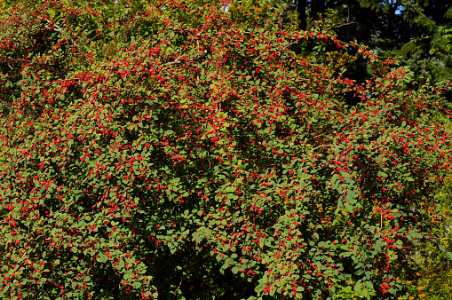 Cotoneaster multiflorus. Flowering plant in the rose family with the red fruits.