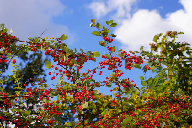 Multiflorus di Cotoneaster. 7. Primo piano dei frutti con lo sfondo del cielo. - foto stock