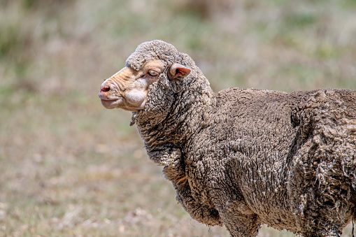 Merino Sheep with large abscess on its face  in a paddock