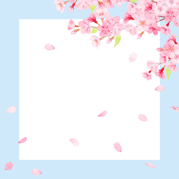 hand painted watercolor cherry blossom frame - blossom cherry blossom cherry tree spring stock illustrations