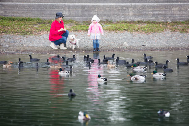 A boy bends down to feed ducks in a small pond.