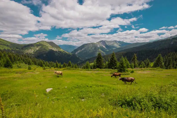 Photo of View from Cakor, road mountain pass in Prokletije, on the border of Montenegro and Kosovo. Green luch pastures with some cows, magnificent view.