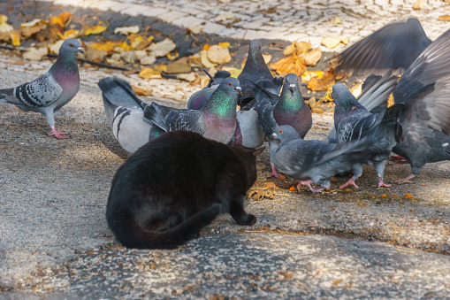 a black stray cat eating food with pigeon birds