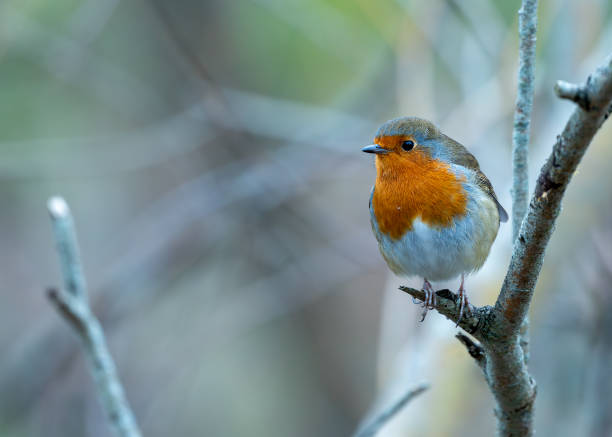 istock Robin Red Breast (Erithacus Rubecula): A Feathery Friend at Dublin's Botanic Gem 2011407874
