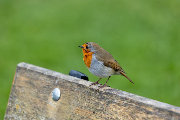 istock Robin Red Breast (Erithacus Rubecula): A Feathery Friend at Dublin's Botanic Gem 2011409444