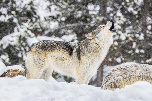 Wolf howling in the Snow in Yellowstone National Park, Wyoming.