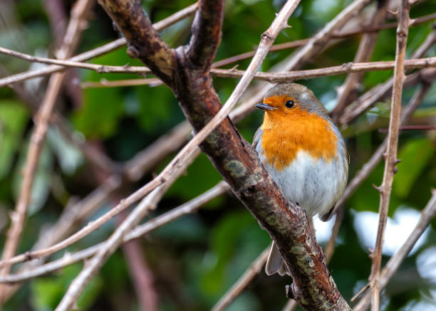 istock Robin Red Breast (Erithacus Rubecula): A Feathery Friend at Dublin's Botanic Gem 2011409963