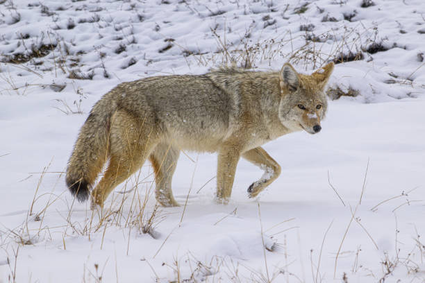 Coyote Walking Through the Snow in Yellowstone National Park, Wyoming.