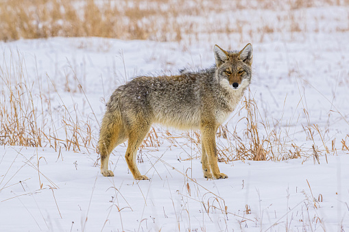 Coyote Walking Through the Snow in Grand Teton National Park, Wyoming.