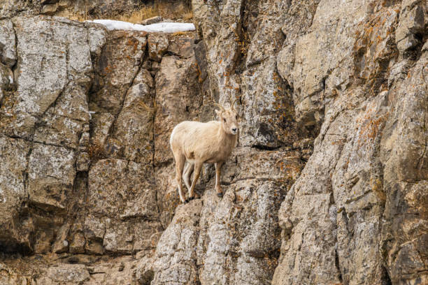 Female Bighorn Sheep Standing on a Cliff Edge in the National Elk Refuge near Jackson, Wyoming.