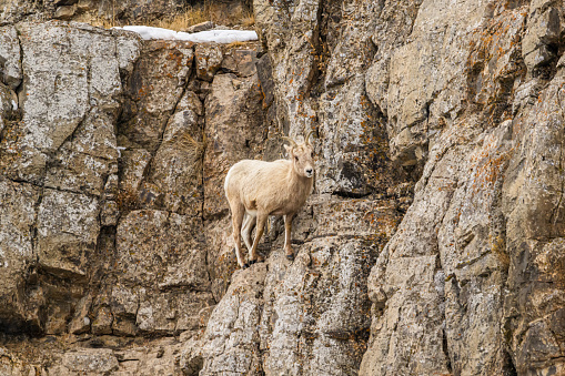 Female Bighorn Sheep Standing on a Cliff Edge in the National Elk Refuge near Jackson, Wyoming.