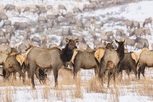 Elk Huddled Together in the National Elk Refuge near Jackson, Wyoming.