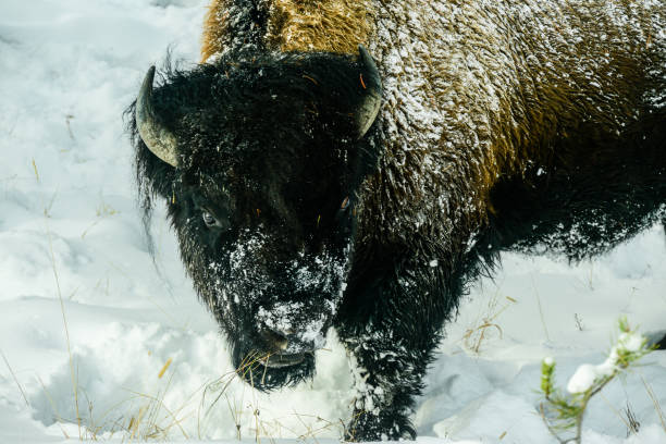 Free Stock Photo of Bison Walking Through Snow Covered Forest ...