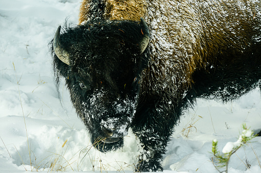 Bison Walking Through the Snow in Yellowstone National Park, Wyoming.