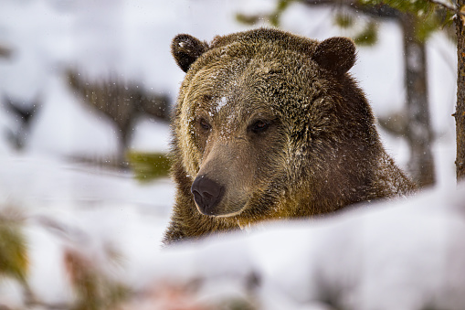 Grizzly Bear looking at the snow in Yellowstone National Park, Wyoming