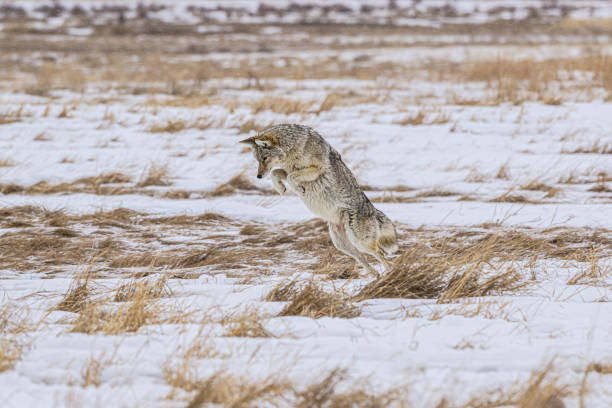 Coyote on his prey in the Snow in Grand Teton National Park, Wyoming.