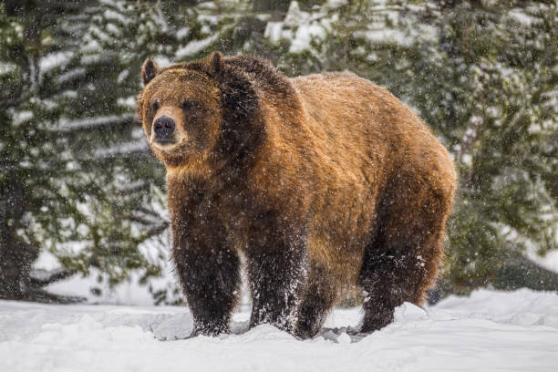 istock Grizzly Bear Standing in the Snow 2011414473