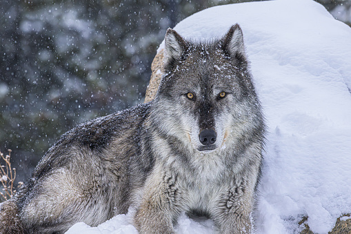 Wolf laying in the Snow in Yellowstone National Park, Wyoming.
