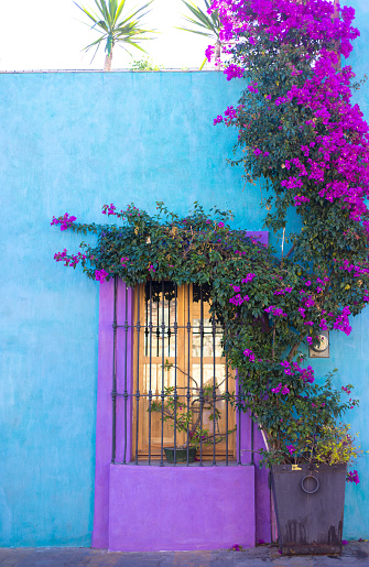 Oaxaca, Mexico: Purple Window, Blue Wall, Purple Bougainvillea