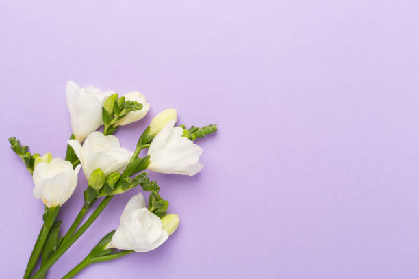 istock White freesia flower on color background, top view 2011417911