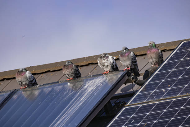 istock Several pigeons on a roof with soiled solar panels due to droppings 2011425465