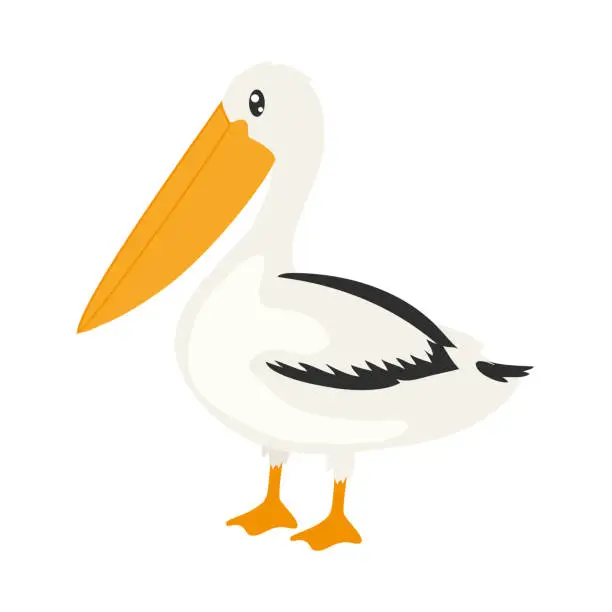 Vector illustration of pelican illustration design