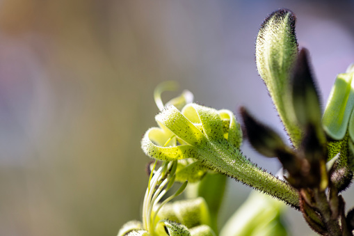 Closeup beautiful Macropidia Fuliginosa, Black Kangaroo Paw in sunlight, background with copy space, full frame horizontal composition