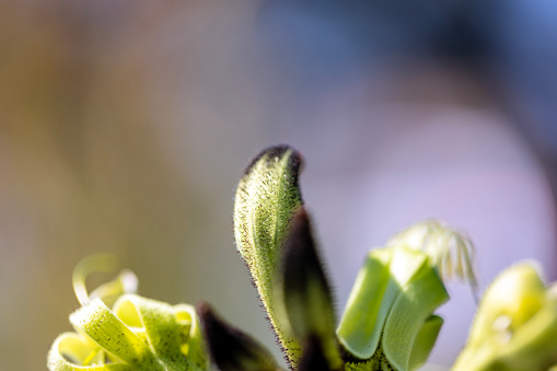 Shrub of European origin belonging to the Legume family. Botanical name: Ulex Europaeus