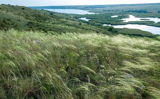 Ukrainian feather grass steppe, Bunchgrass species (Stipa capillata), steppe landscape of southern Ukraine