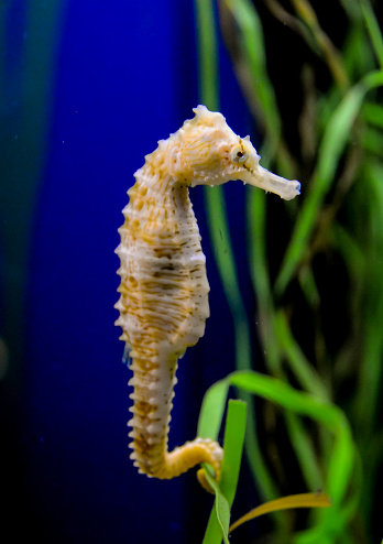 Seahorse in a large aquarium in the oceanarium