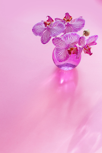 purple orchid in sunlight on pink background