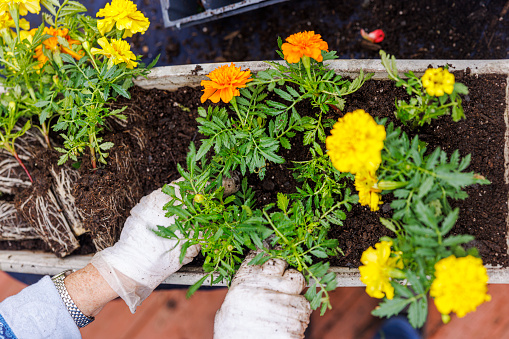 Moving yellow and orange marigolds to a new pot in spring, close-up.