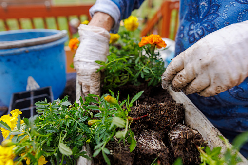 Spring transplanting of yellow and orange marigolds in a flower pot.