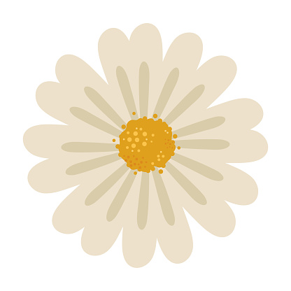flower daisy nature icon isolated