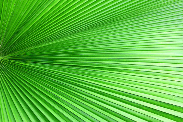 Close up green palm leaf texture, beautiful abstract palm leaf horizontal background