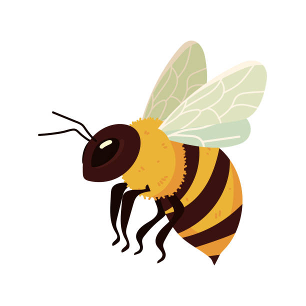 2022 MES DIA GIU AMA 000 F Tema flying bee bug icon flat isolated bee species stock illustrations